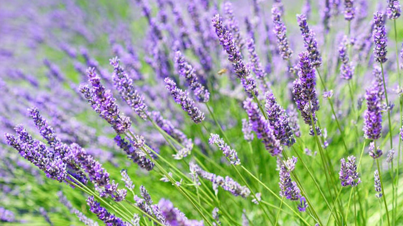 lavendel_sq